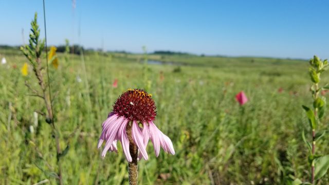 Echinacea angustifolia